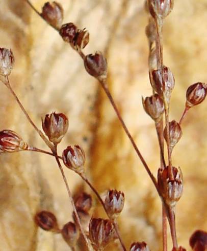 Fotografia de capa Juncus tenageia - do Jardim Botânico