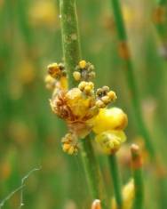 Fotografia da espécie Ephedra nebrodensis subesp. nebrodensis