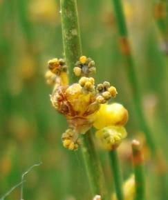 Fotografia da espécie Ephedra nebrodensis