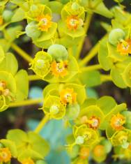 Fotografia da espécie Euphorbia nicaeensis subesp. nicaeensis