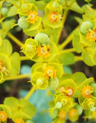 Euphorbia nicaeensis subesp. nicaeensis