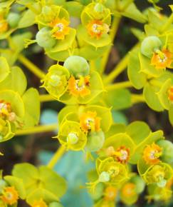 Fotografia da espécie Euphorbia nicaeensis
