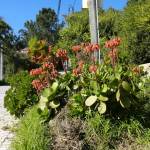 Fotografia 11 da espécie Cotyledon orbiculata do Jardim Botânico UTAD