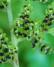 Fotografia da espécie Cystopteris fragilis subesp. fragilis