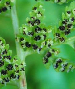 Fotografia da espécie Cystopteris fragilis