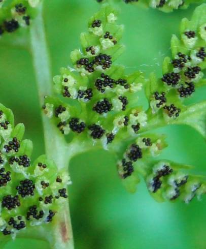 Fotografia de capa Cystopteris fragilis subesp. fragilis - do Jardim Botânico