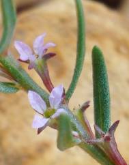 Lythrum thymifolia