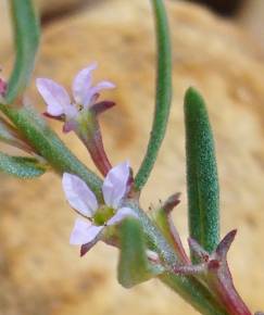 Fotografia da espécie Lythrum thymifolia