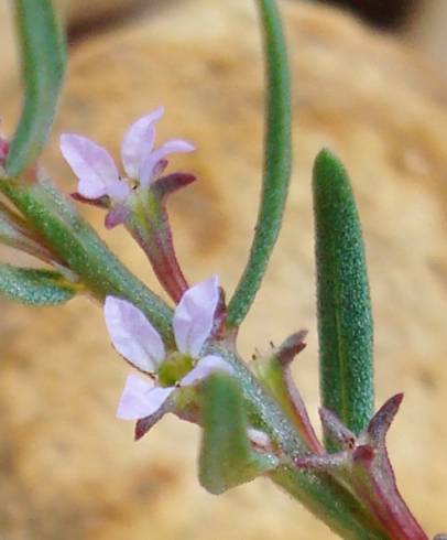 Fotografia de capa Lythrum thymifolia - do Jardim Botânico