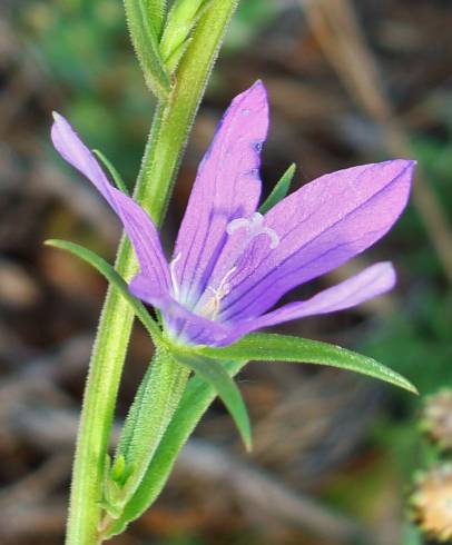 Fotografia de capa Legousia scabra - do Jardim Botânico