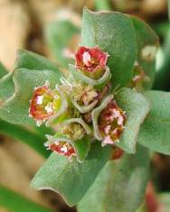 Fotografia da espécie Lythrum borysthenicum