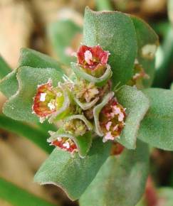 Fotografia da espécie Lythrum borysthenicum