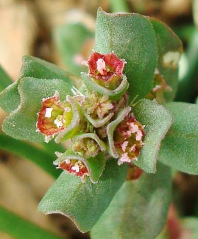 Fotografia de capa Lythrum borysthenicum - do Jardim Botânico