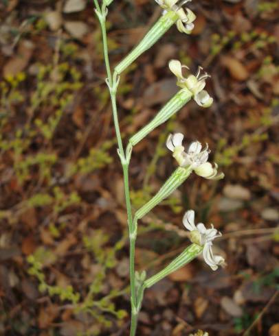 Fotografia de capa Silene legionensis - do Jardim Botânico