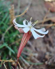 Fotografia da espécie Silene portensis subesp. portensis