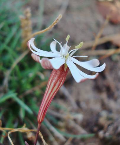 Fotografia de capa Silene portensis subesp. portensis - do Jardim Botânico