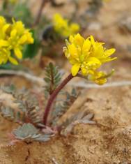 Fotografia da espécie Sisymbrella aspera subesp. aspera