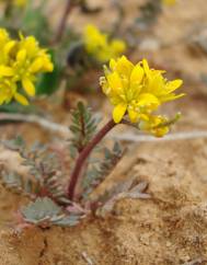 Sisymbrella aspera subesp. aspera