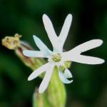 Fotografia 1 da espécie Silene nocturna do Jardim Botânico UTAD