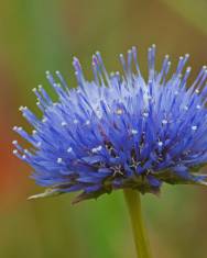 Fotografia da espécie Jasione sessiliflora