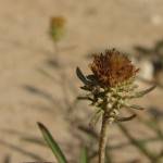 Fotografia 10 da espécie Jasonia tuberosa do Jardim Botânico UTAD