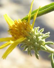 Fotografia da espécie Jasonia tuberosa