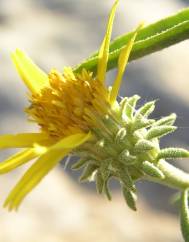 Jasonia tuberosa