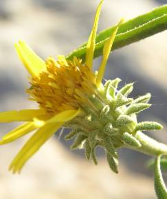 Fotografia da espécie Jasonia tuberosa