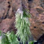 Fotografia 9 da espécie Lamarckia aurea do Jardim Botânico UTAD