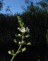 Veronica catenata subesp. aquatica