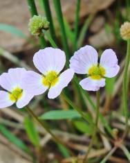 Fotografia da espécie Baldellia ranunculoides subesp. ranunculoides var. tangerina