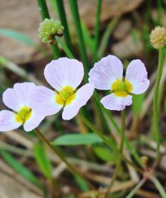 Fotografia da espécie Baldellia ranunculoides