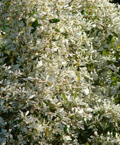 Fotografia de capa Euphorbia leucocephala - do Jardim Botânico