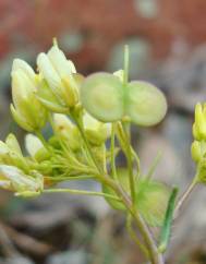 Biscutella valentina subesp. valentina var. laevigata