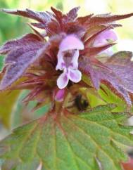 Lamium hybridum subesp. hybridum