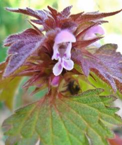 Fotografia da espécie Lamium hybridum