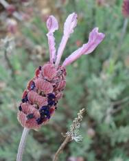 Fotografia da espécie Lavandula pedunculata subesp. pedunculata