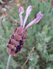 Lavandula pedunculata subesp. pedunculata