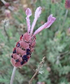 Fotografia da espécie Lavandula pedunculata