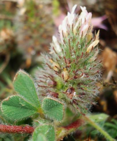 Fotografia de capa Trifolium sylvaticum - do Jardim Botânico