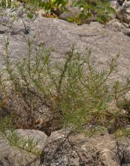 Plantago sempervirens