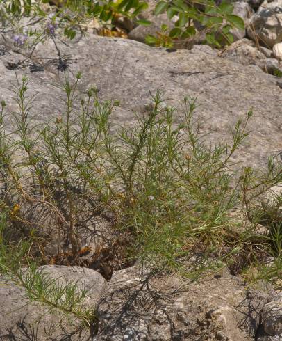 Fotografia de capa Plantago sempervirens - do Jardim Botânico