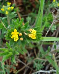 Fotografia da espécie Lithospermum apulum