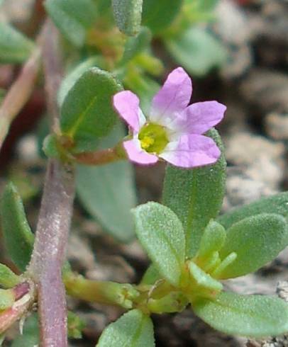 Fotografia de capa Lythrum tribracteatum - do Jardim Botânico