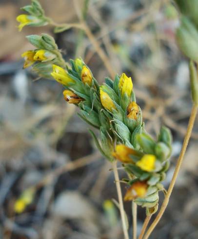 Fotografia de capa Odontitella virgata - do Jardim Botânico