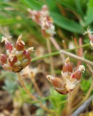 Fotografia da espécie Plantago loeflingii subesp. loeflingii