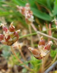 Plantago loeflingii subesp. loeflingii