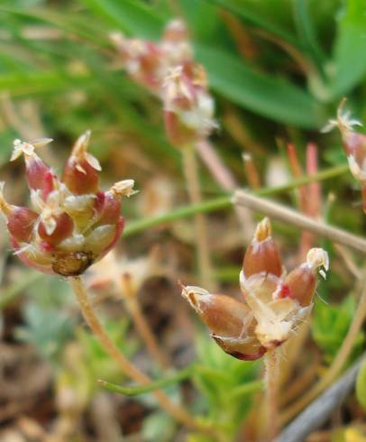 Fotografia de capa Plantago loeflingii subesp. loeflingii - do Jardim Botânico