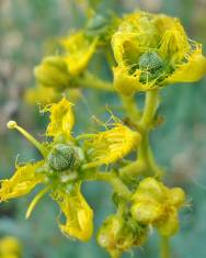 Fotografia da espécie Ruta angustifolia