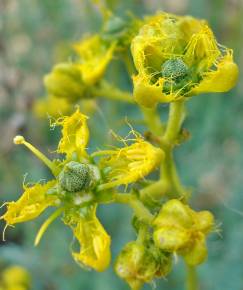 Fotografia da espécie Ruta angustifolia